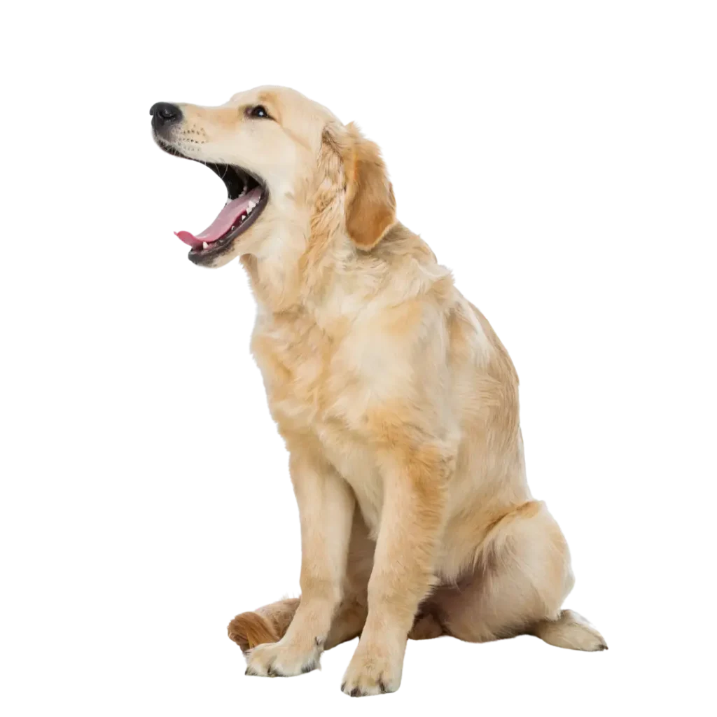 Dog neutring sharjah