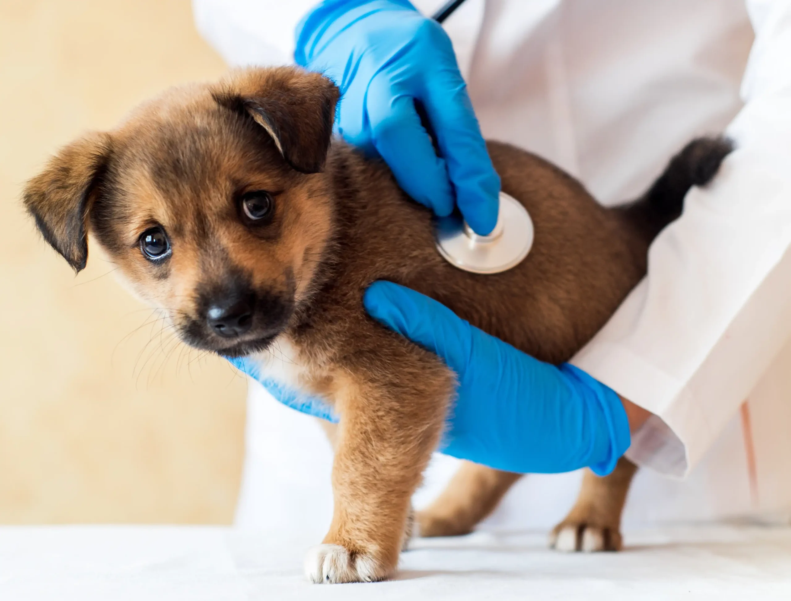 puppy checkup sharjah