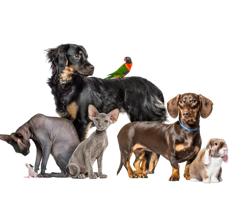 vet clinic pets in sharjah