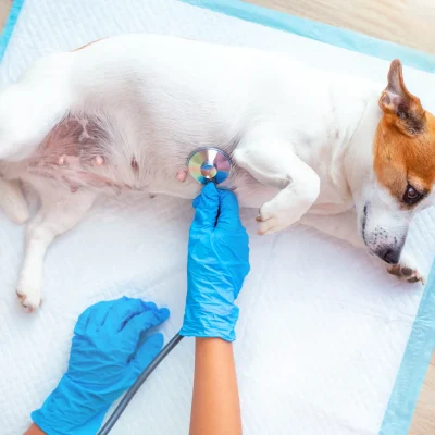 dog at vet stomach examination