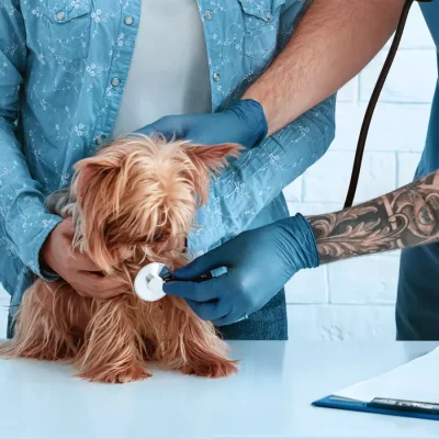 pet-owner-with-yorkshire-terrier-on-visit-to-vet-d-5SEJQMC-1.webp